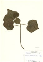 藏品(山芙蓉)的圖片
